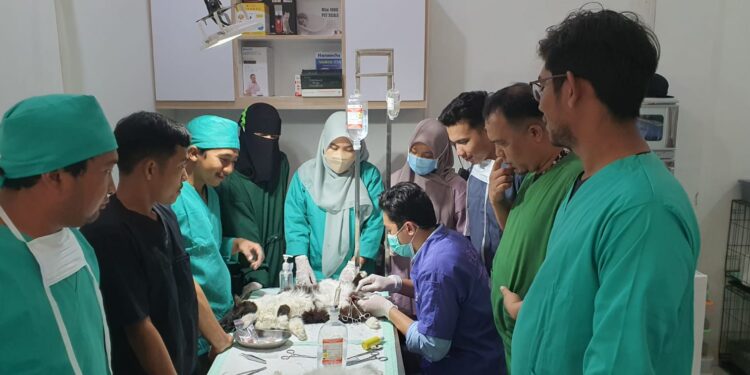 Tim Operasi Spay dan Neuter oleh dokter Hewan , Foto : Sarghei Patcare