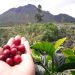 Gunung Burni Telong Bener Meriah,  Photo : gemapers