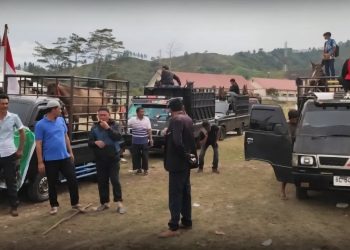 Kuda asal kabupaten Bener Meriah bersiap pulang dari lapangan Pacuan Belang Bebangka Takengon Aceh Tengah, Minggu (24/8/2025). Foto : Ist