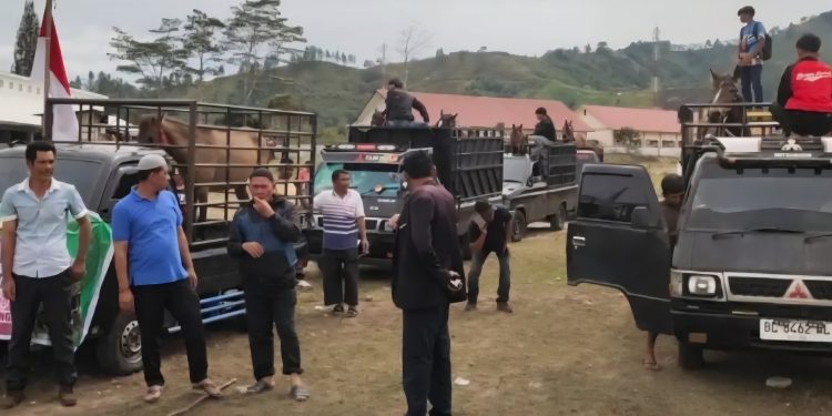 Kuda asal kabupaten Bener Meriah bersiap pulang dari lapangan Pacuan Belang Bebangka Takengon Aceh Tengah, Minggu (24/8/2025). Foto : Ist