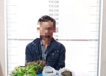 Tersangka pemilik ladang ganja di Desa Nosar Baru, Kec.Bener Kelipah, Bener Meriah, Foto : Humas Polres BM
