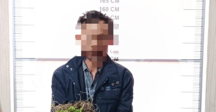 Tersangka pemilik ladang ganja di Desa Nosar Baru, Kec.Bener Kelipah, Bener Meriah, Foto : Humas Polres BM