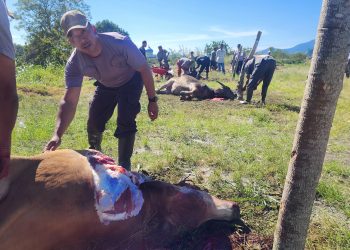 Penyembelihan Hewan Qurban di Mesjid Agung Banussalam Kab.Bener Meriah. Foto: Gemapers