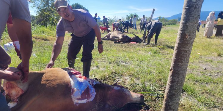 Penyembelihan Hewan Qurban di Mesjid Agung Banussalam Kab.Bener Meriah. Foto: Gemapers