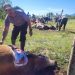 Penyembelihan Hewan Qurban di Mesjid Agung Banussalam Kab.Bener Meriah. Foto: Gemapers
