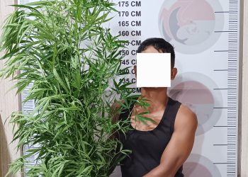 Seorang pria diamankan beserta barang bukti penyalahgunaan narkotika jenis ganja di Polres Bener Meriah. Foto: Doc Humas Polres BM