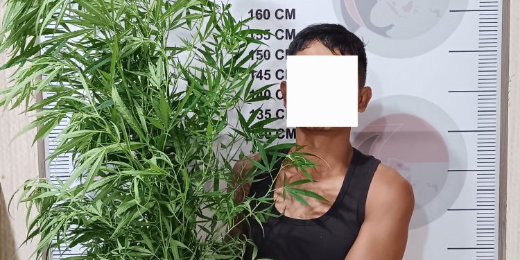 Seorang pria diamankan beserta barang bukti penyalahgunaan narkotika jenis ganja di Polres Bener Meriah. Foto: Doc Humas Polres BM